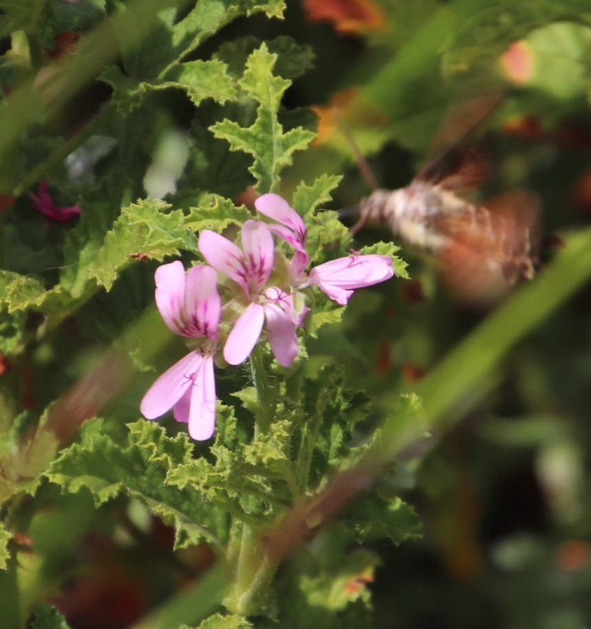 Sticky geranium