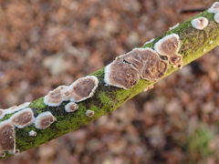 Cylindrobasidium laeve