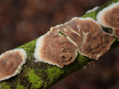 Cylindrobasidium laeve