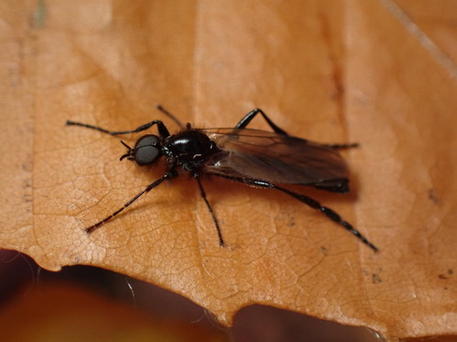 Unknown species found near Franconia, NH, USA