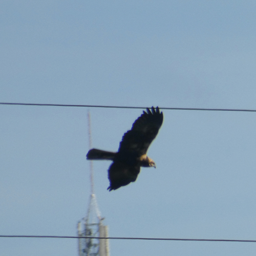 Avistamiento Aguilucho lagunero occidental