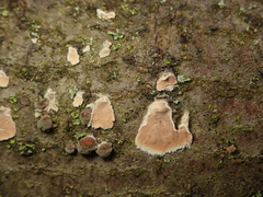 Cylindrobasidium laeve