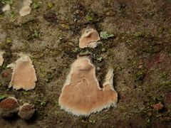 Cylindrobasidium laeve