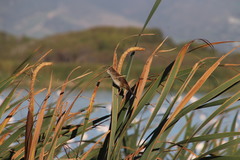 Bradypterus baboecala