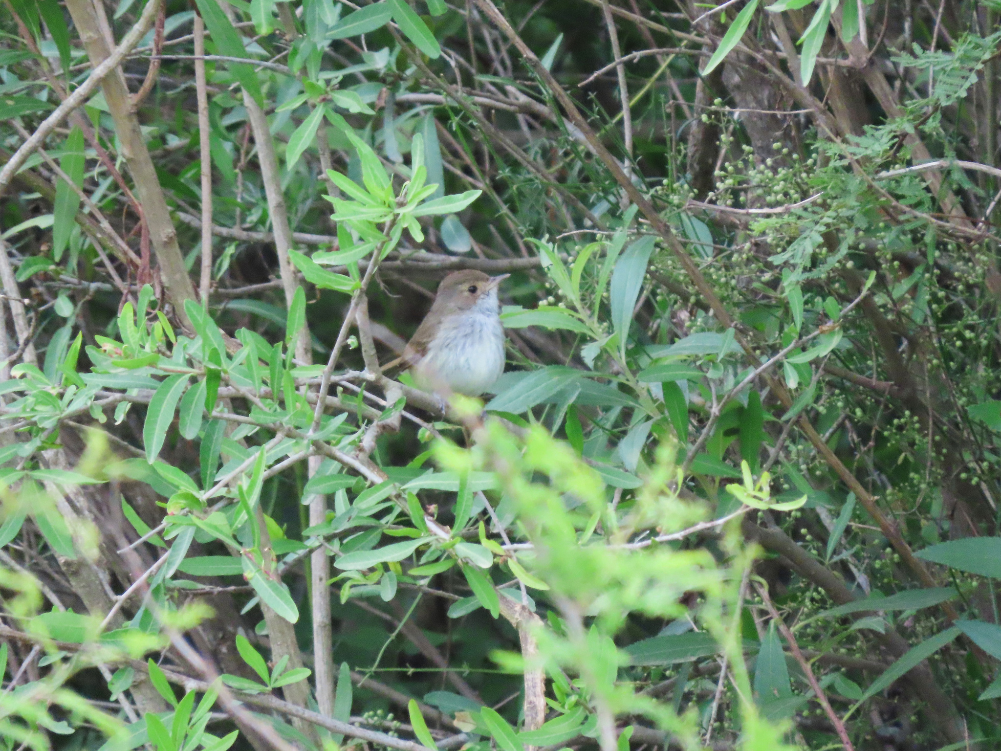 Fulvous-crowned Scrub-Tyrant (Euscarthmus meloryphus)