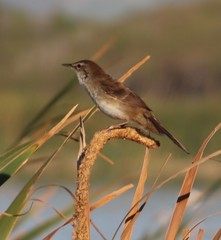 Bradypterus baboecala