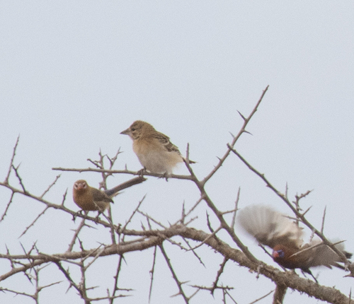 Chestnut Weaver (Ploceus rubiginosus), photo 3