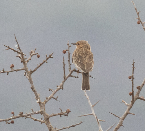 Pink-breasted Lark (Calendulauda poecilosterna), photo 6