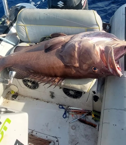 Dogtooth grouper (Epinephelus caninus) — Serranidae — 3