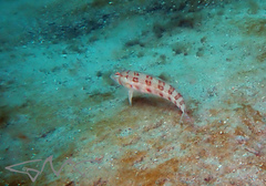 Parapercis nebulosa