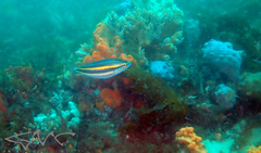 Pentapodus paradiseus