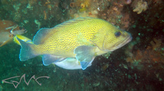 Acanthistius ocellatus