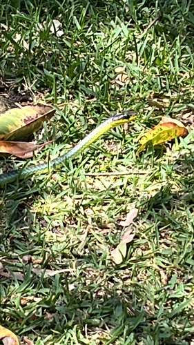 Common Tree Snake sighting