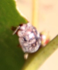 Trachymela tincticollis