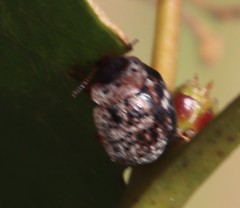 Trachymela tincticollis