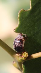 Trachymela tincticollis