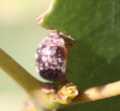 Trachymela tincticollis
