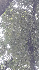 Lorantheae