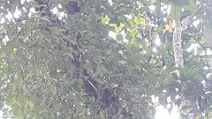 Lorantheae
