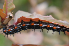 Doleschallia bisaltide