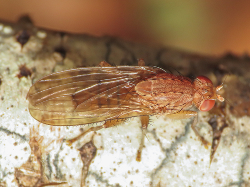 Suillia notata