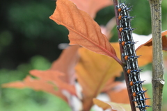 Doleschallia bisaltide