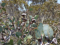 Eucalyptus preissiana
