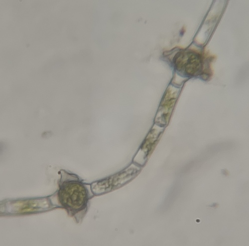 Oedogonium mammiferum