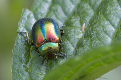 Chrysolina fastuosa