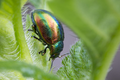 Chrysolina fastuosa