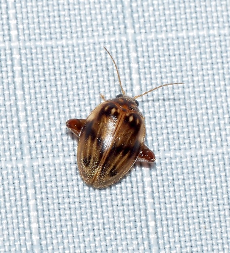 Texas Flea Marsh Beetle photo 5