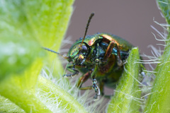 Chrysolina fastuosa