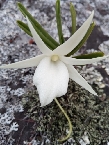 Angraecum rutenbergianum