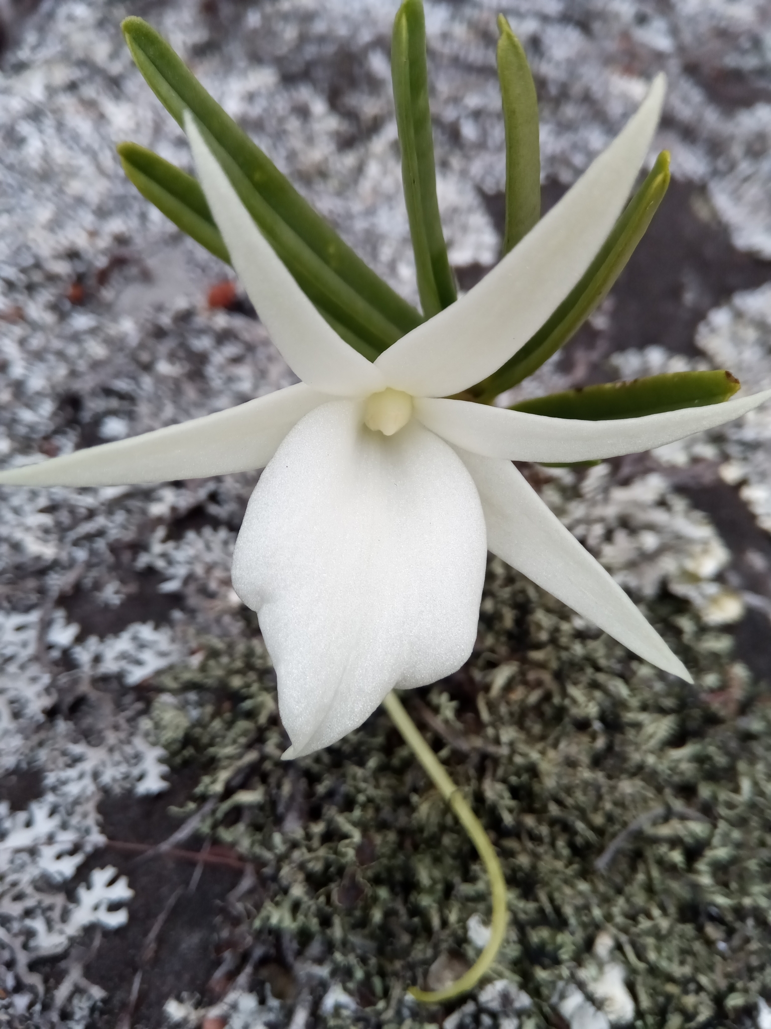 Angraecum didieri (Baill. ex Finet) Schltr. 4