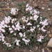 Astragalus borodinii - Photo (c) Rob C. H. M. Oudejans, some rights reserved (CC BY-NC), uploaded by Rob C. H. M. Oudejans