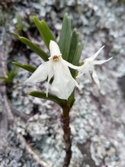 Jumellea spathulata image