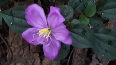 Melastoma malabathricum malabathricum