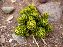 Rhodiola
