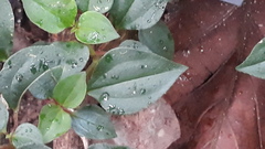 Melastoma malabathricum malabathricum