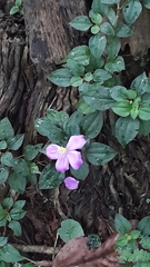 Melastoma malabathricum malabathricum