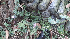 Melastoma malabathricum malabathricum