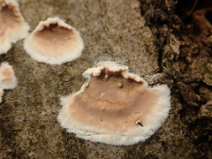 Cylindrobasidium laeve