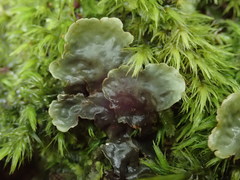 Peltigera dolichorhiza