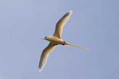 Phaethon lepturus fulvus