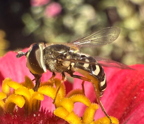 Unknown species found near Anderson Pl SE, Albuquerque, NM, US