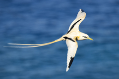 Phaethon lepturus fulvus