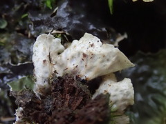 Peltigera dolichorhiza