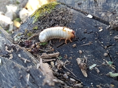 Melolontha melolontha