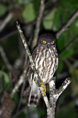 Ninox japonica