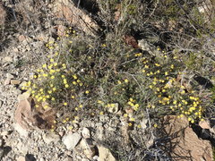 Thymophylla pentachaeta